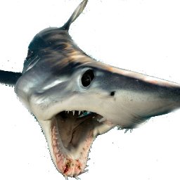 shark.jpg
