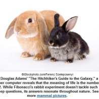 Rabbits Everywhere