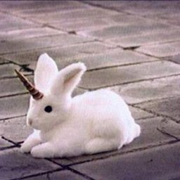 Rabbits (11).jpg