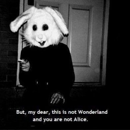 Rabbits (28).jpg