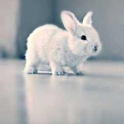 Rabbits (33).jpg