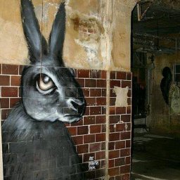 Rabbits (45).jpg