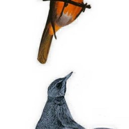 Rabbits (46).jpg