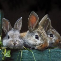 Rabbits (63).jpg