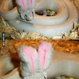 Rabbits (72).jpg