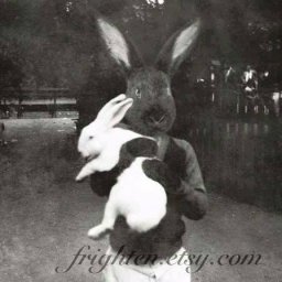 Rabbits (82).jpg