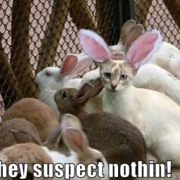 Rabbits (87).jpg