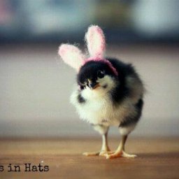 Rabbits (93).jpg