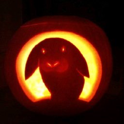 Rabbits (164).jpg