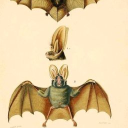 Rabbits (165).jpg