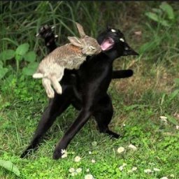 Rabbits (195).jpg