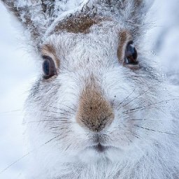 Rabbits (204).jpg