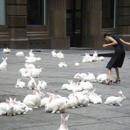 Rabbits (264).jpg
