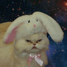 Rabbits (267).jpg