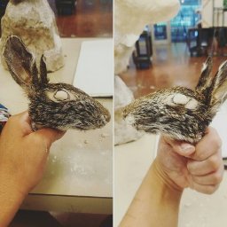 Rabbits (268).jpg