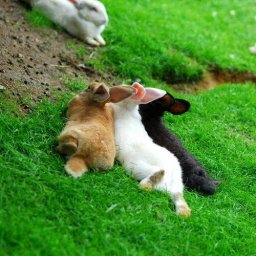 Rabbits (278).jpg
