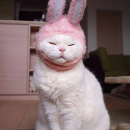 Rabbits (280).jpg