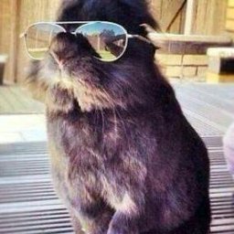 Rabbits (282).jpg