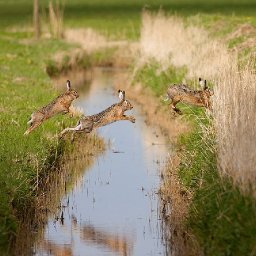 Rabbits (303).jpg