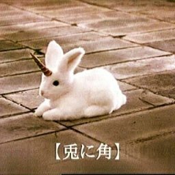 Rabbits (310).jpg