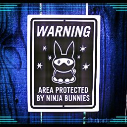 Rabbits (319).jpg