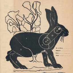 Rabbits (348).jpg