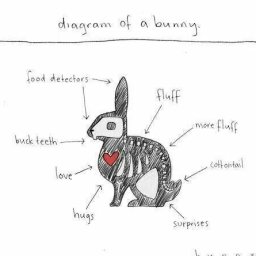 Rabbits (354).jpg