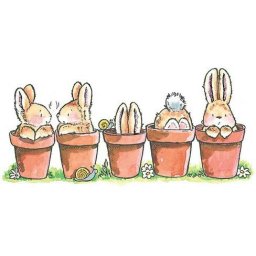 Rabbits (358).jpg