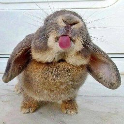 Rabbits (359).jpg