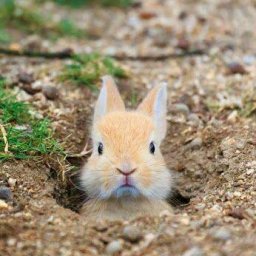 Rabbits (360).jpg