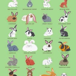 Rabbits (362).jpg