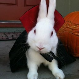 Rabbits (366).jpg