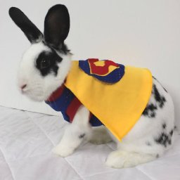 Rabbits (367).jpg