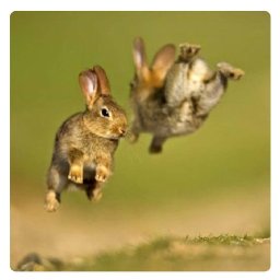 Rabbits (369).jpg