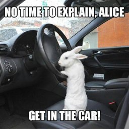 Rabbits (371).jpg