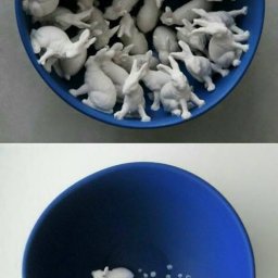 Rabbits (376).jpg