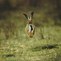 Rabbits (383).jpg